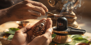 2 Mukhi Rudraksha