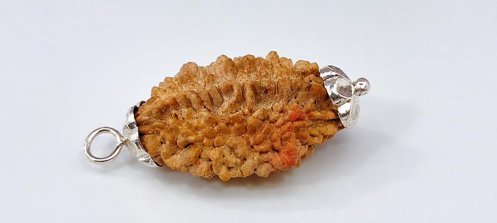 2 Mukhi Rudraksha