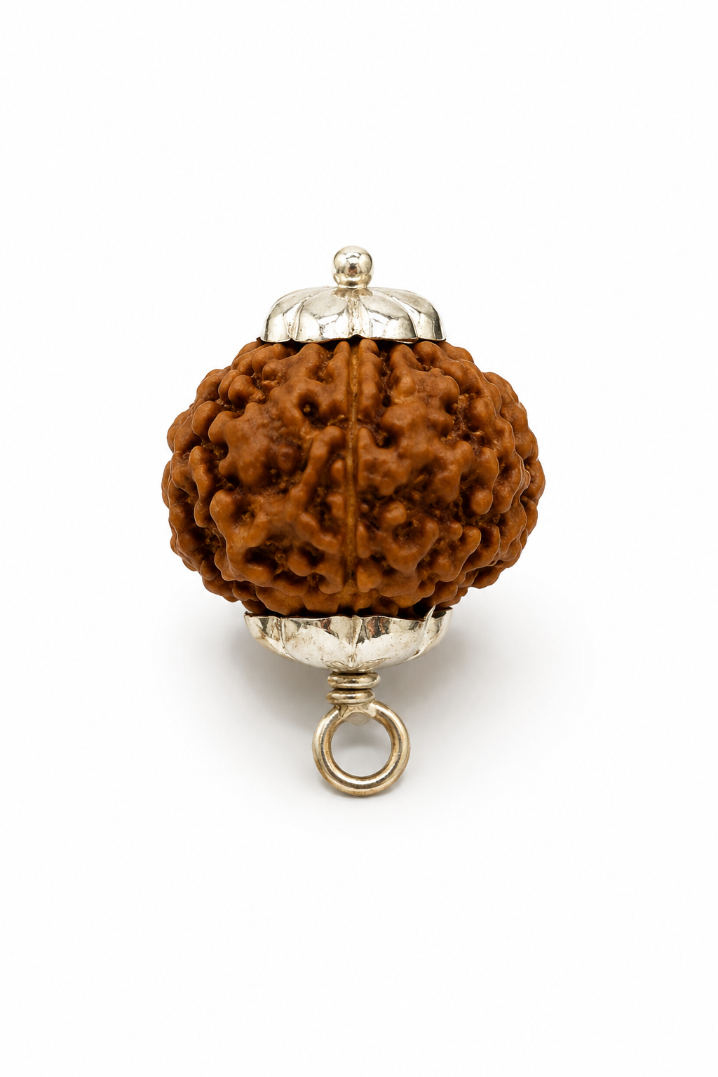 7 Mukhi Rudraksha